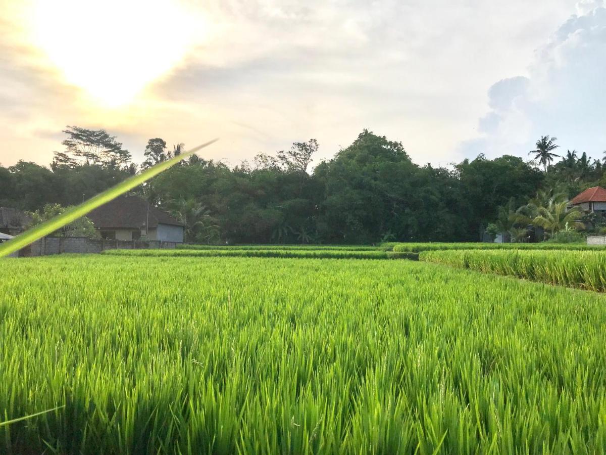 The Honeymoon Villa In Ubud-Bali מראה חיצוני תמונה